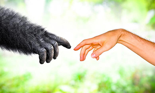 A photo representing the connection between animals and humans, a subject that author Liza Potvin is exploring a new short-story collection.