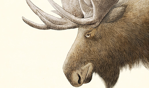 A picture of a moose.